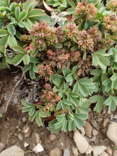Sibbaldia cuneata (Petma) — photo