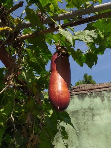 Sicana odorifera (Cassabanana) — photo