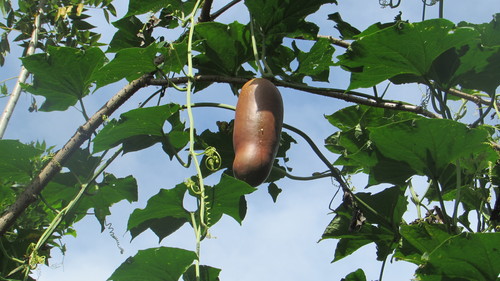Sicana odorifera