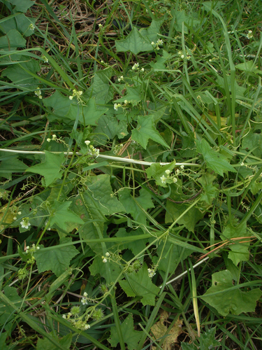 Sicyos australis (Star cucumber) — photo