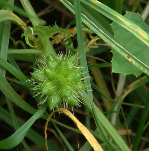 Sicyos australis