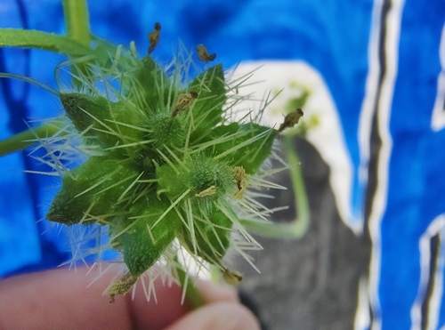 Sicyos microphyllus — photo