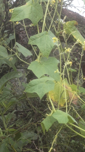 Sicyos microphyllus — photo