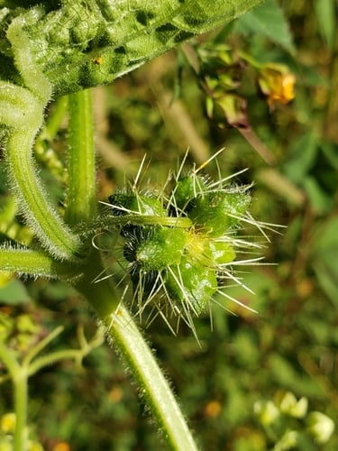 Sicyos microphyllus