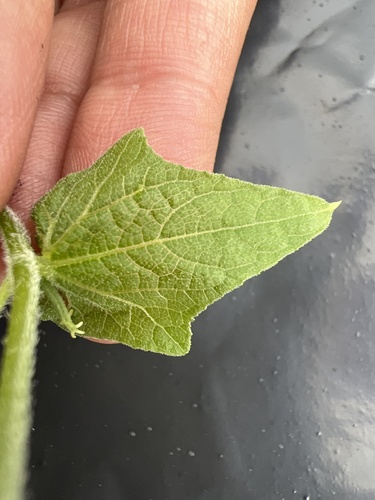 Sicyos parviflorus (Smallflower bur cucumber) — photo