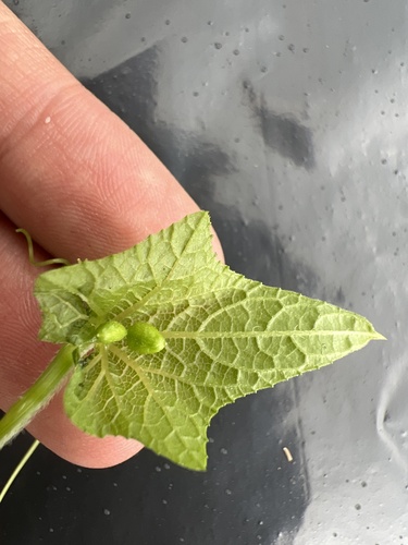 Sicyos parviflorus (Smallflower bur cucumber) — photo