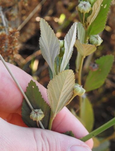 Sida alba (Paddy's lucerne) — photo