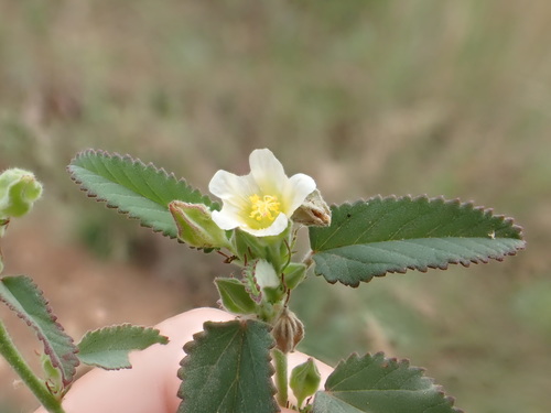 Sida alba (Paddy's lucerne) — photo
