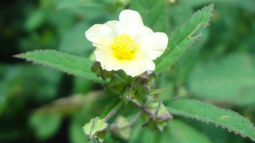 Sida collina — photo
