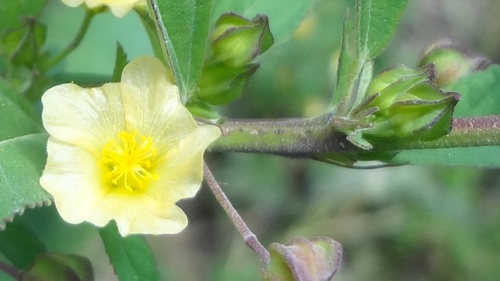 Sida collina — photo