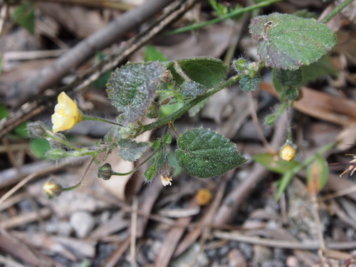 Sida cordata — photo