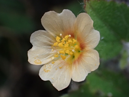 Sida cordata
