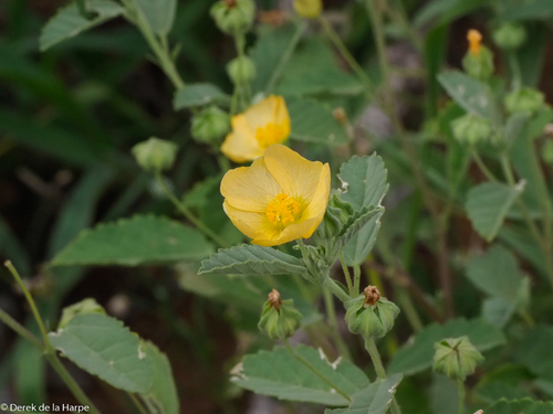 Sida cordifolia (Goat’s horns) — photo