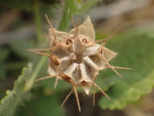 Sida cordifolia (Goat’s horns) — photo