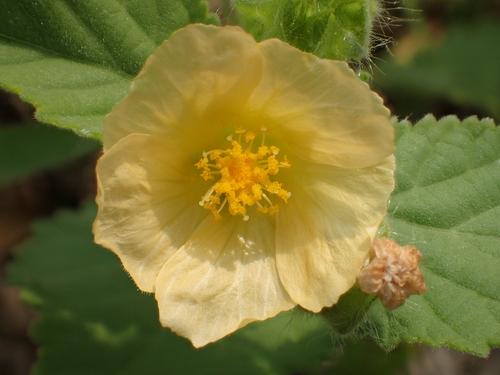 Sida cordifolia