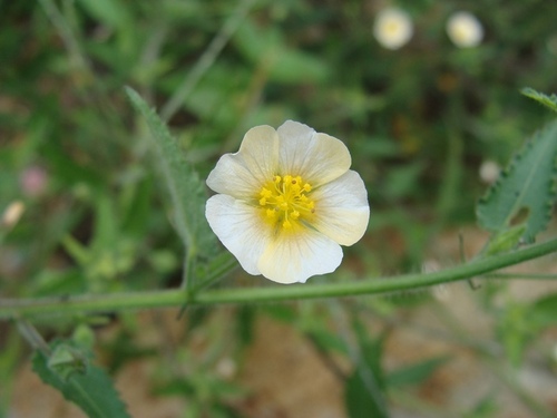 Sida glabra — photo