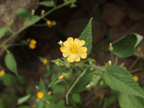 Sida glabra — photo
