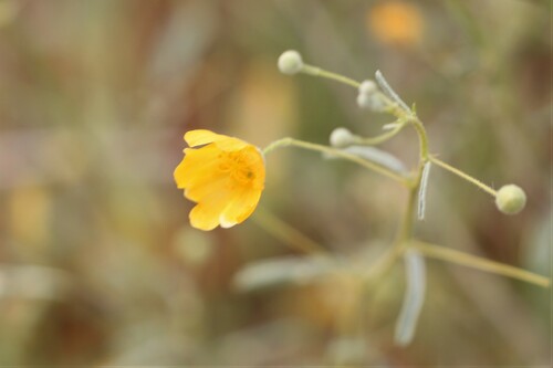 Sida goniocarpa
