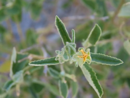 Sida ovata — photo
