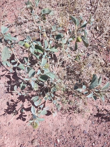 Sida platycalyx (Life-saver burr) — photo