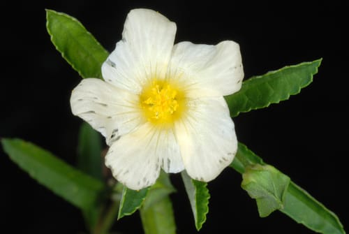 Sida rhombifolia (Common Sida) — photo