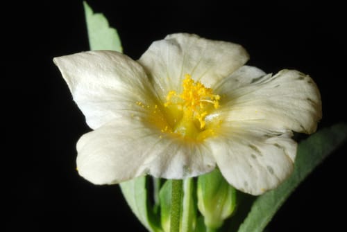 Sida rhombifolia (Common Sida) — photo