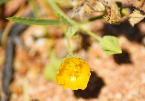 Sida rohlenae (Shrub Sida) — photo