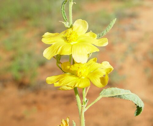 Sida rohlenae