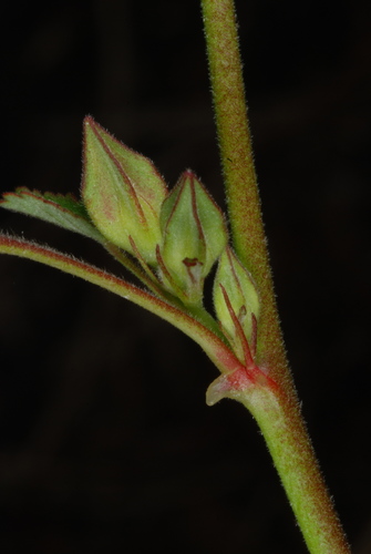 Sida spinosa (Spiny sida) — photo