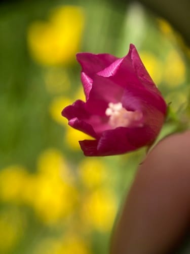 Sidalcea malviflora (Dwarf Checker-mallow) — photo