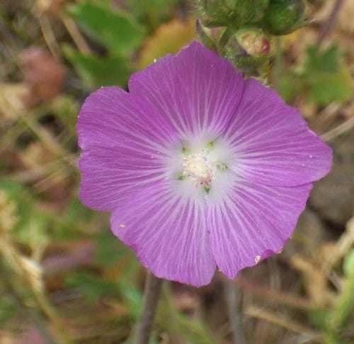 Sidalcea neomexicana (New Mexico prairie mallow) — photo