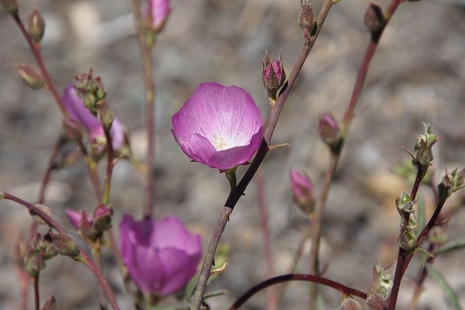 Sidalcea sp.