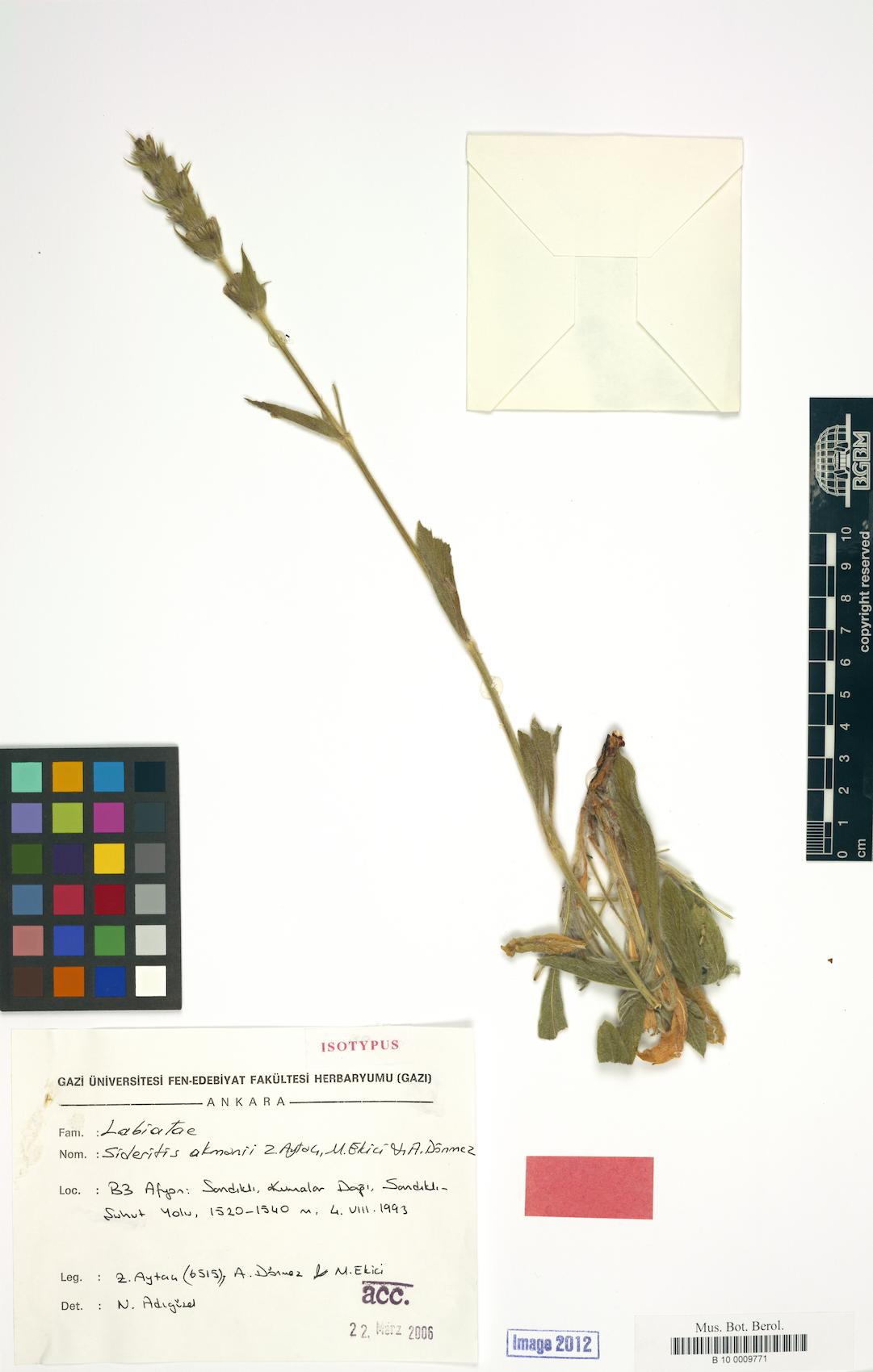 Sideritis akmanii