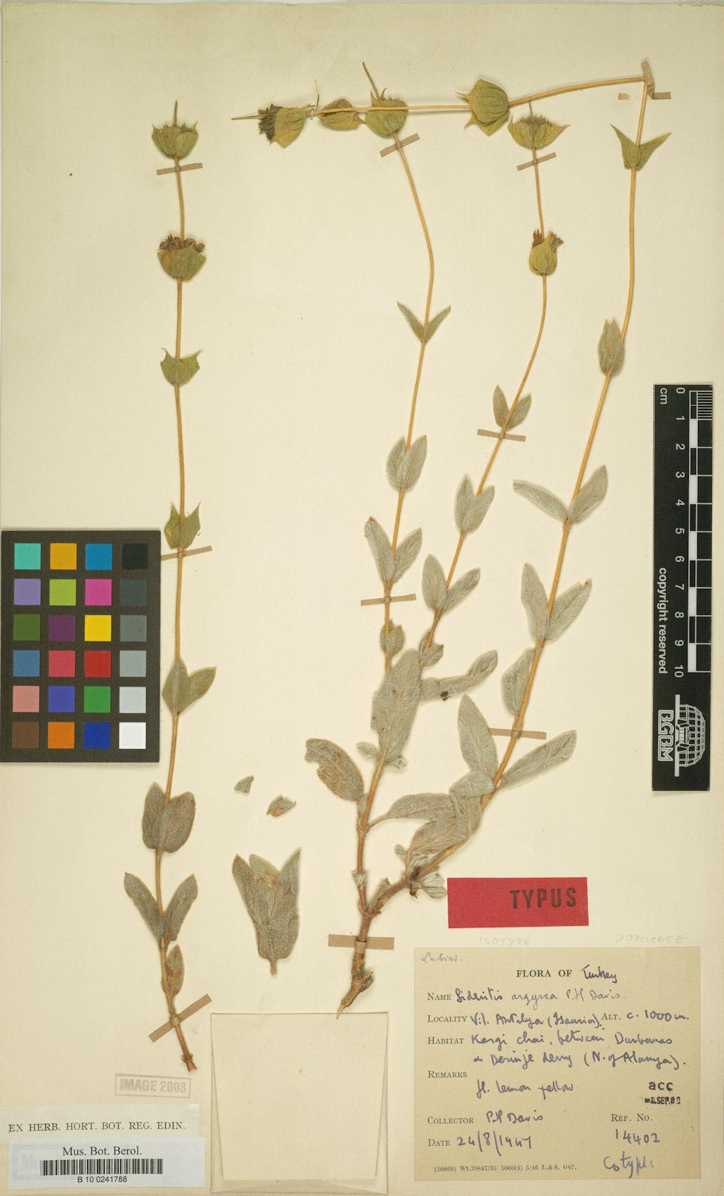 Sideritis argyrea — photo