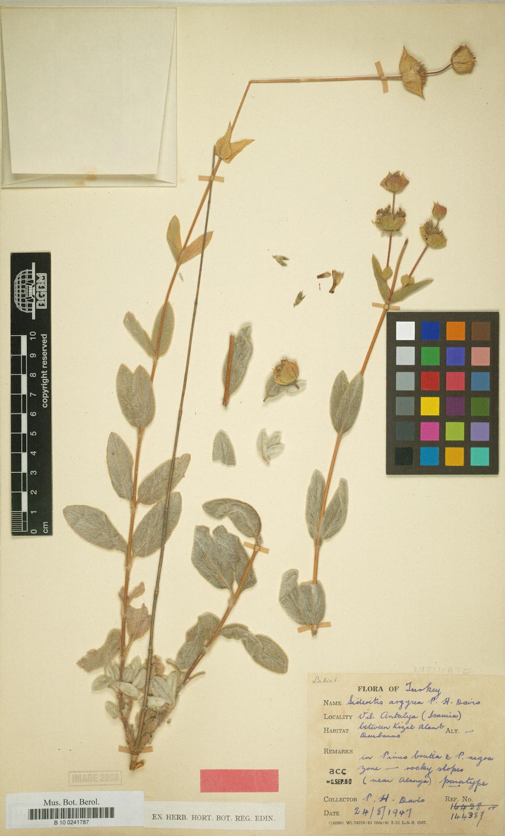 Sideritis argyrea