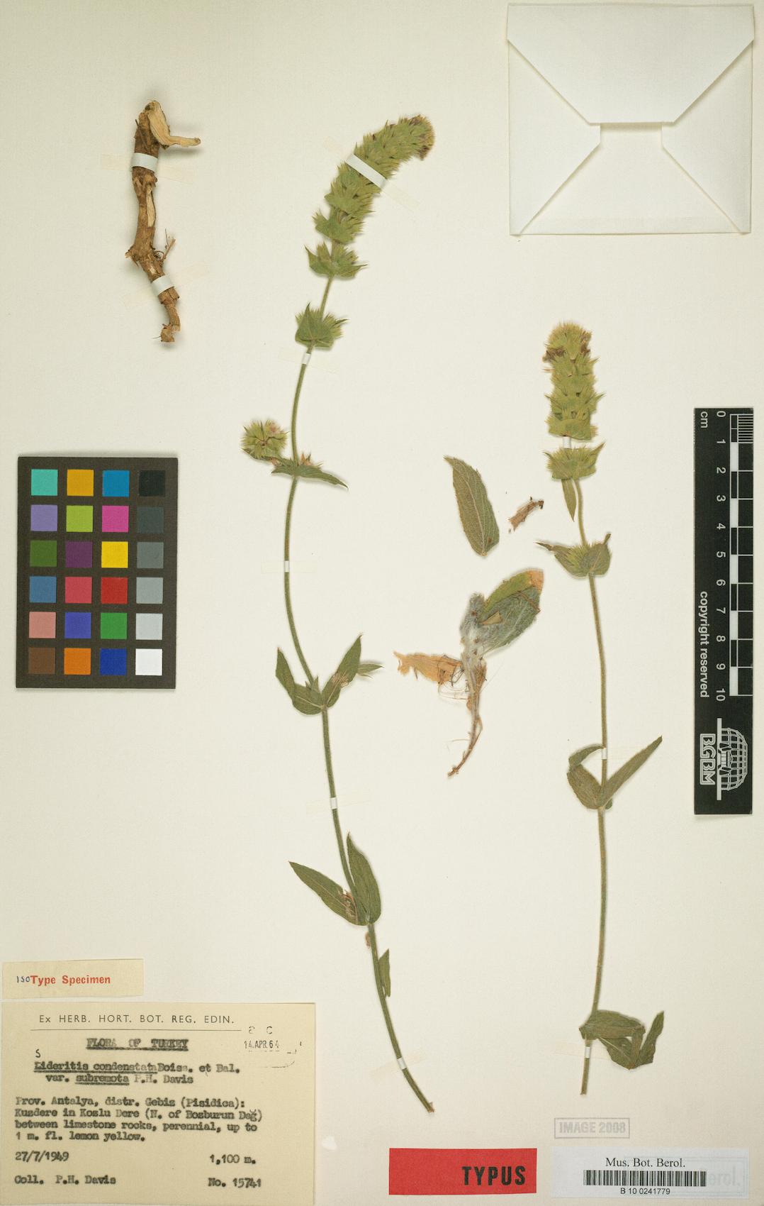 Sideritis condensata — photo