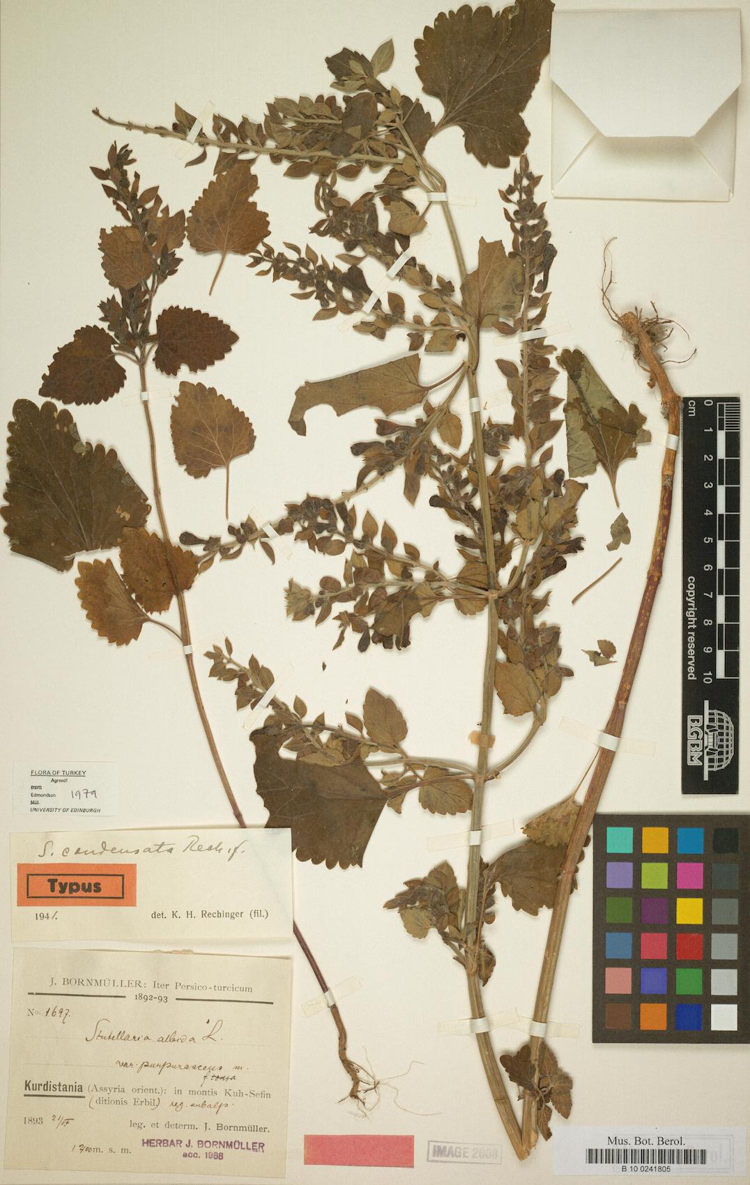 Sideritis condensata — photo