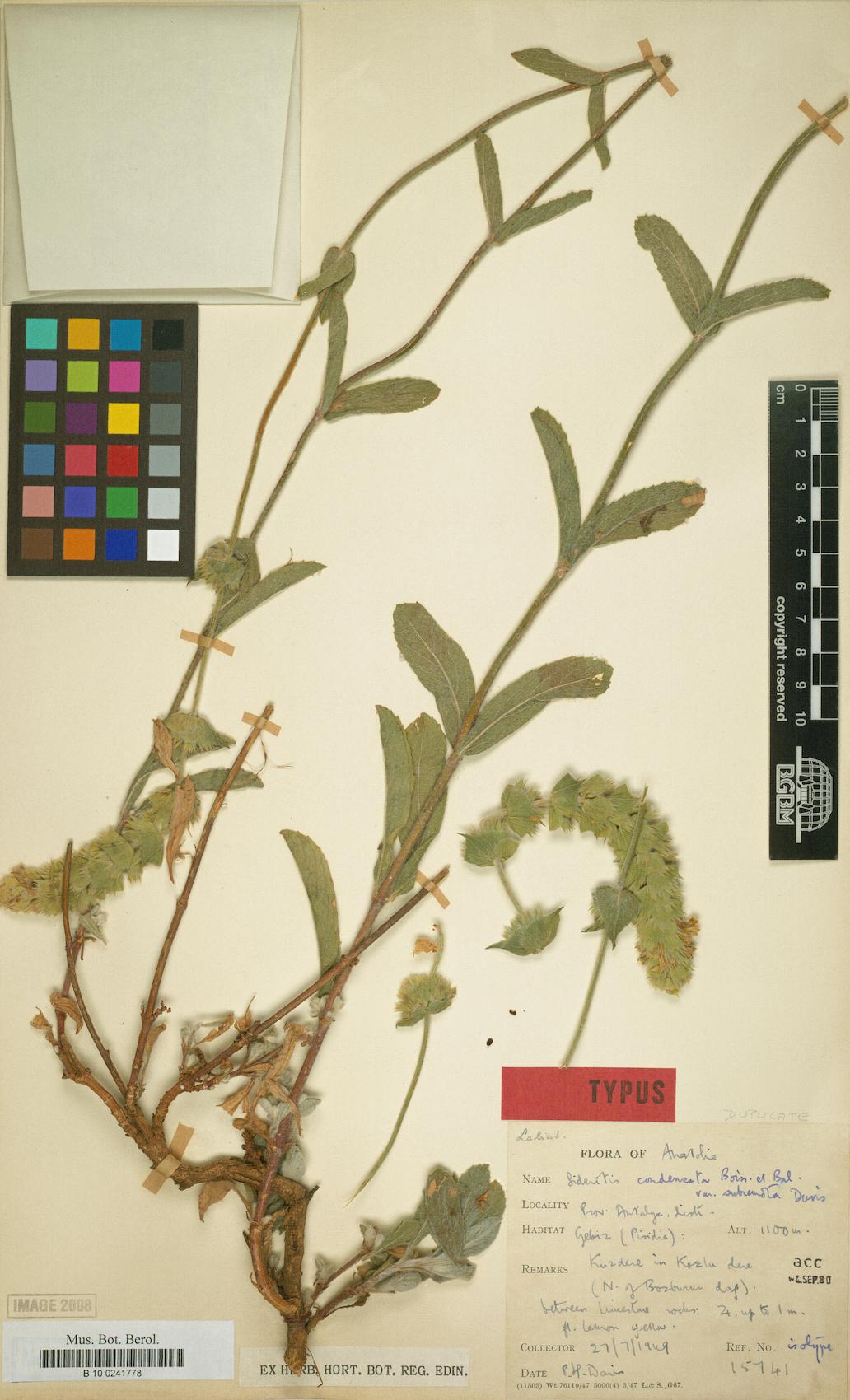 Sideritis condensata