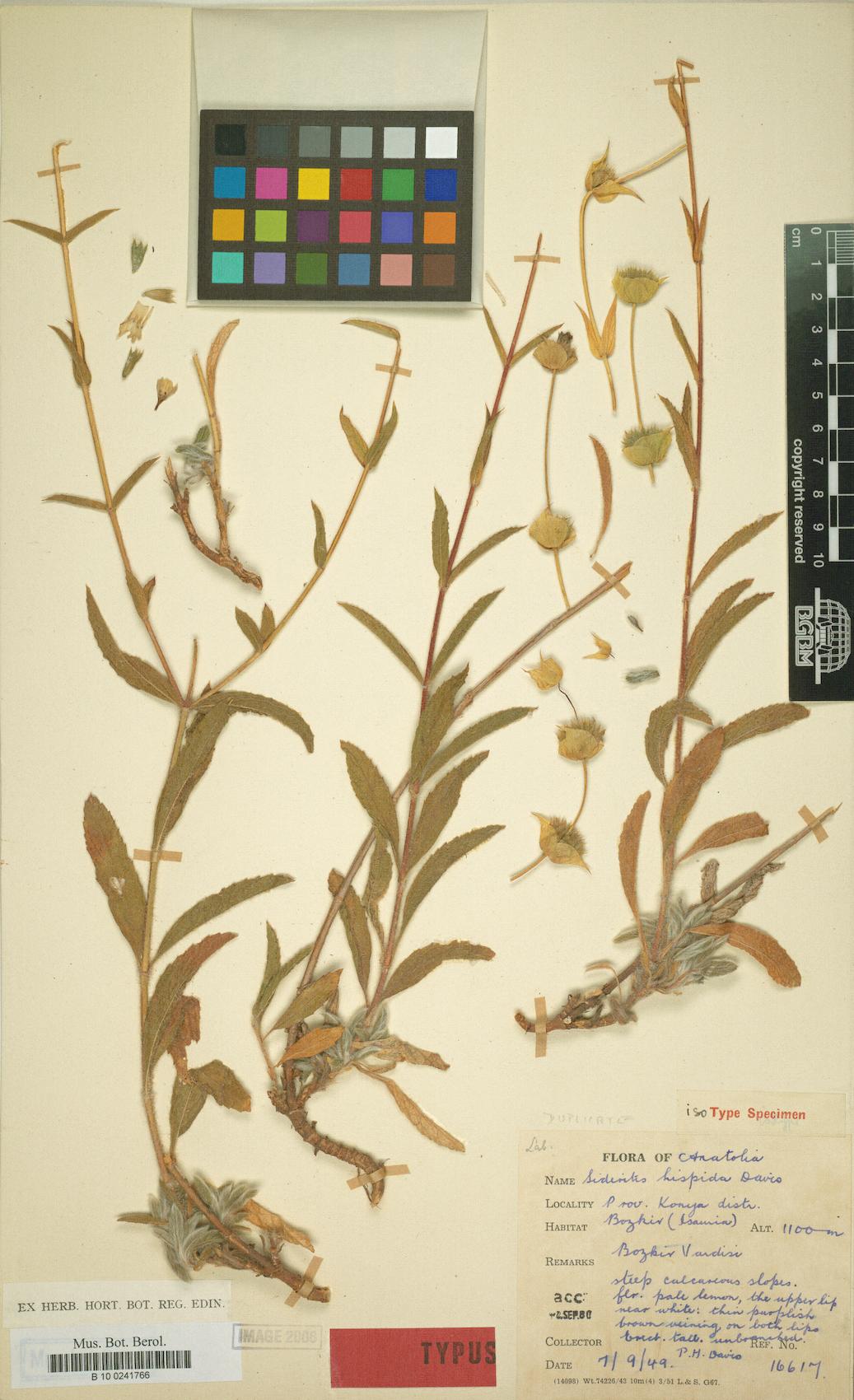 Sideritis hispida — photo