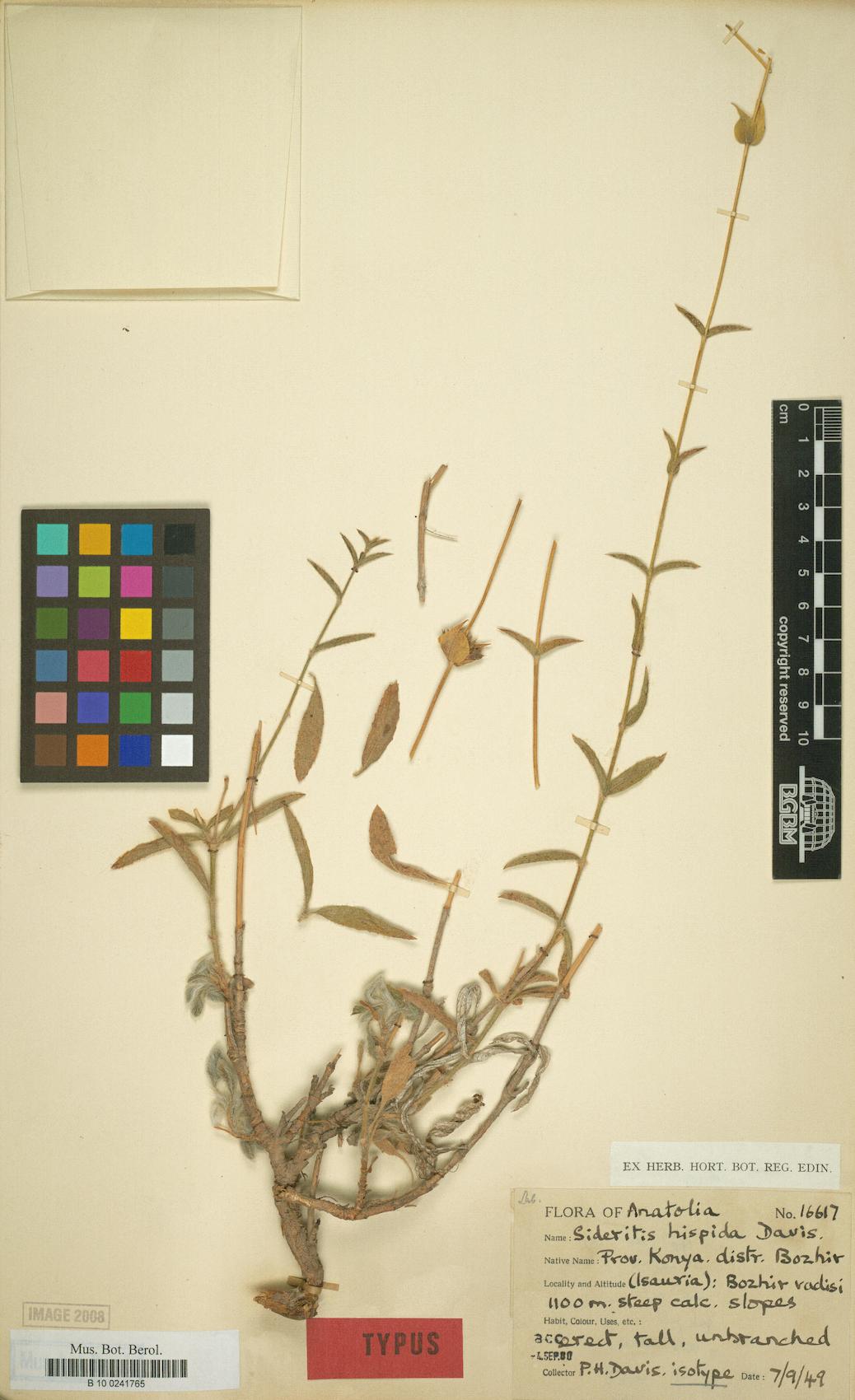 Sideritis hispida