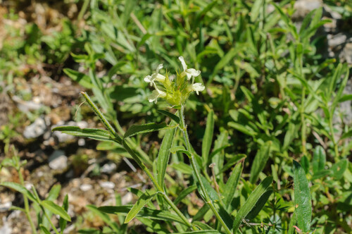 Sideritis hyssopifolia — photo