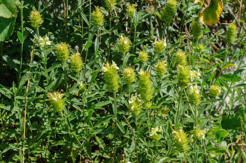 Sideritis hyssopifolia — photo