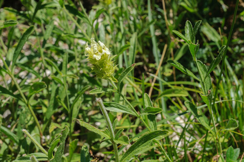 Sideritis hyssopifolia