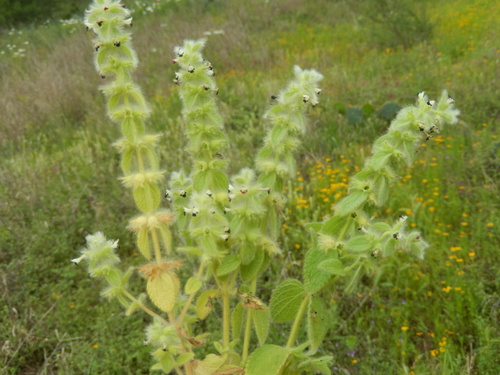 Sideritis lanata — photo