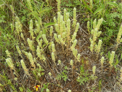 Sideritis lanata — photo