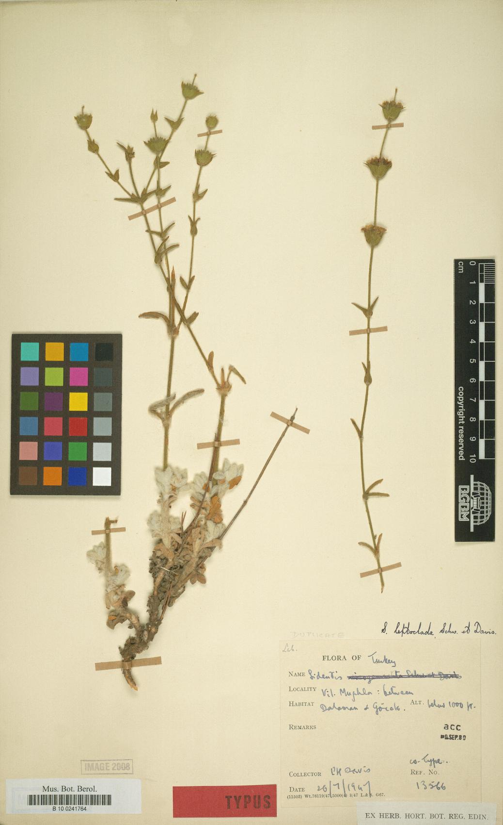 Sideritis leptoclada — photo