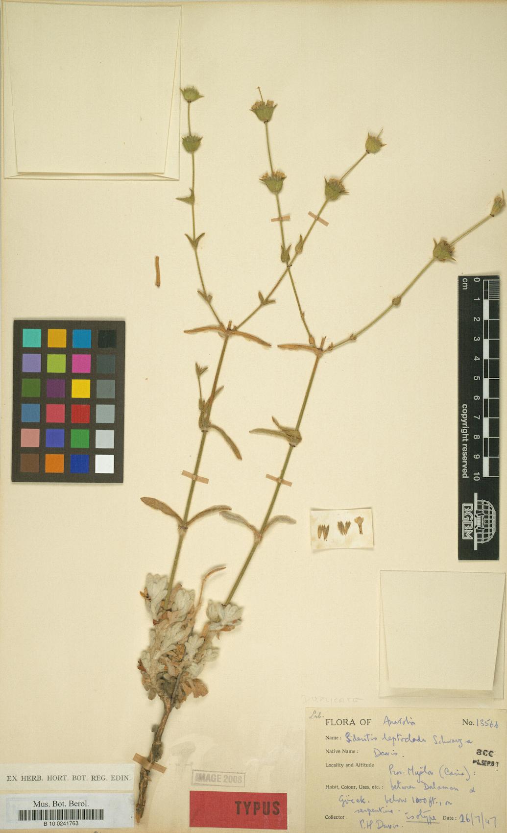 Sideritis leptoclada
