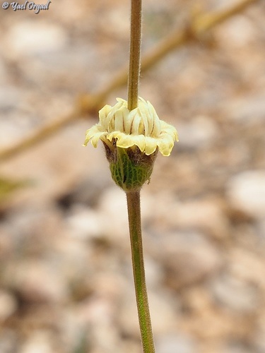 Sideritis libanotica — photo