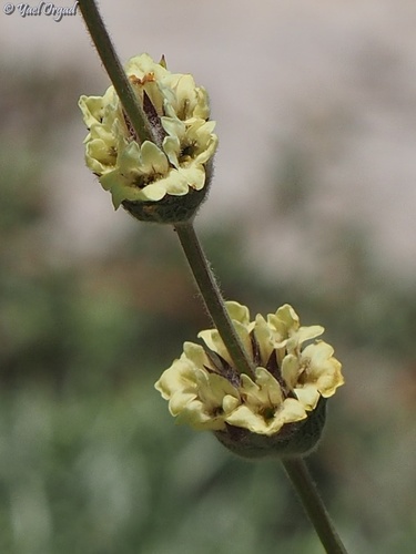Sideritis libanotica — photo
