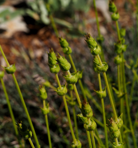 Sideritis libanotica subsp. linearis — photo